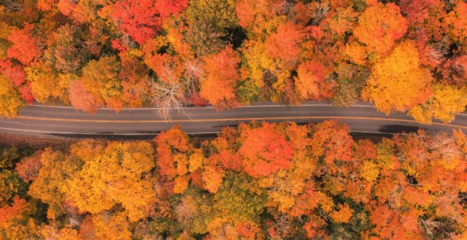 Aerial view of road running through fall foliage