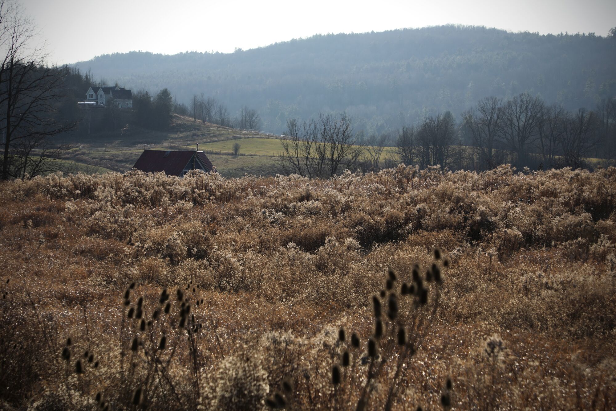 A field of stick season grasses with a hill in the background.