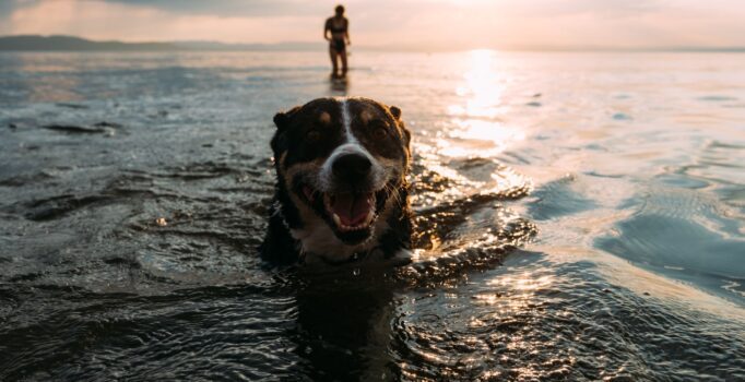 A dog and owner take a swim.