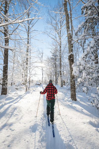 A cross-country skier skis through snowy forest in the sunshine.