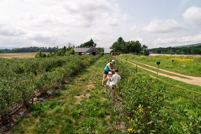 A family seen from a distance picks berries outdoors in the summer at a farm.