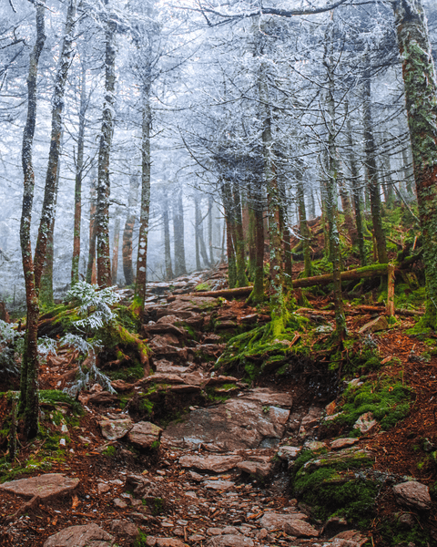 A rocky pathway leading up in a forest. The tops of the trees are dusted with snow.