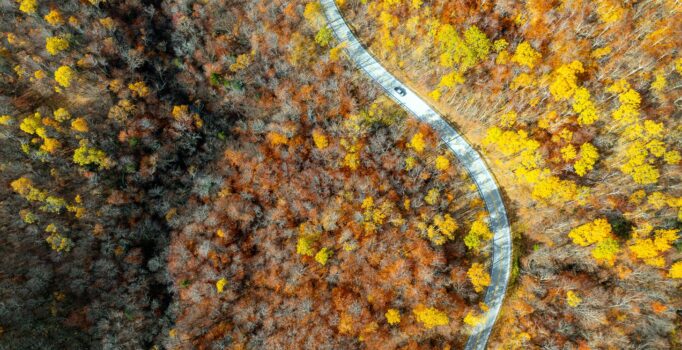 Seen from above, a road winds through a forest with trees. Most of their leaves have dropped, but some yellow leaves are still visible.