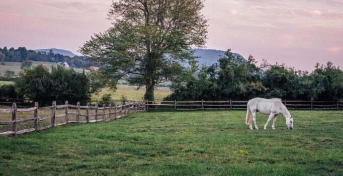 A white horse grazes on grass in a fenced field. The sky in the background is tinted pink.