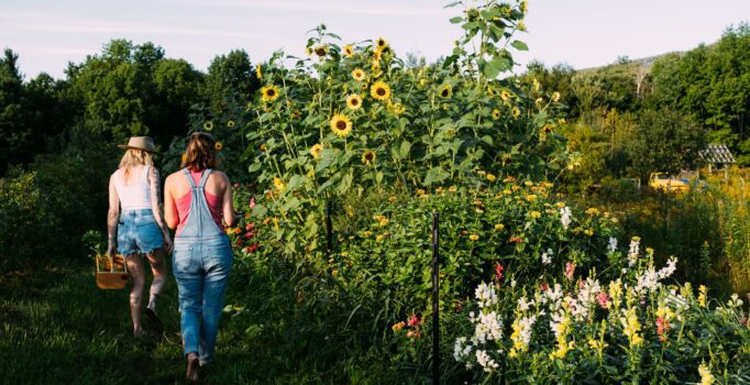 Two people walk through a garden with sunflowers on a warm day.
