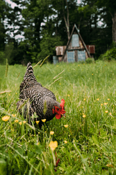 A black and white chicken roams a grassy farm in front of a cabin.