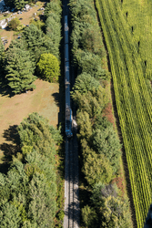A train travels through the shadow of a long row of trees.