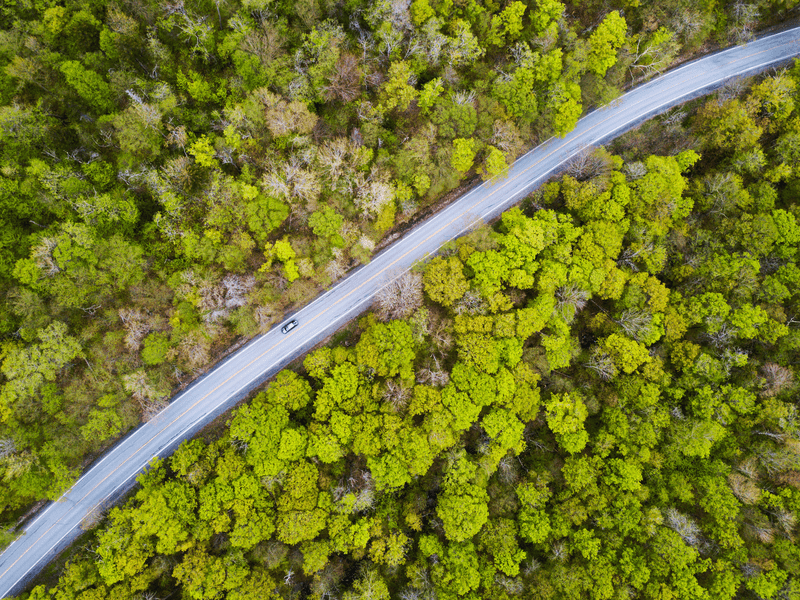 A road seen from the air carves through a forest with bright green leaves in the spring.