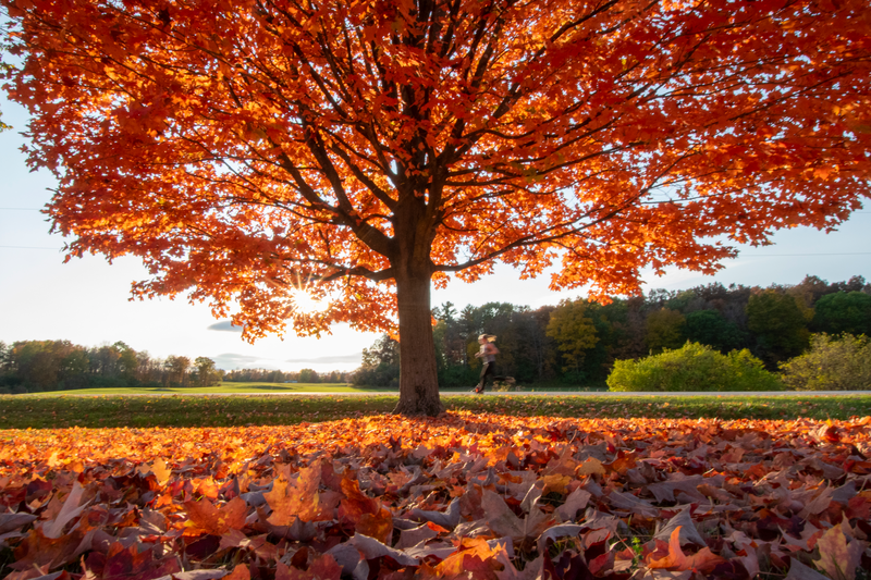 A large tree with red autumn leaves is surrounded by a green field on a sunny fall day.