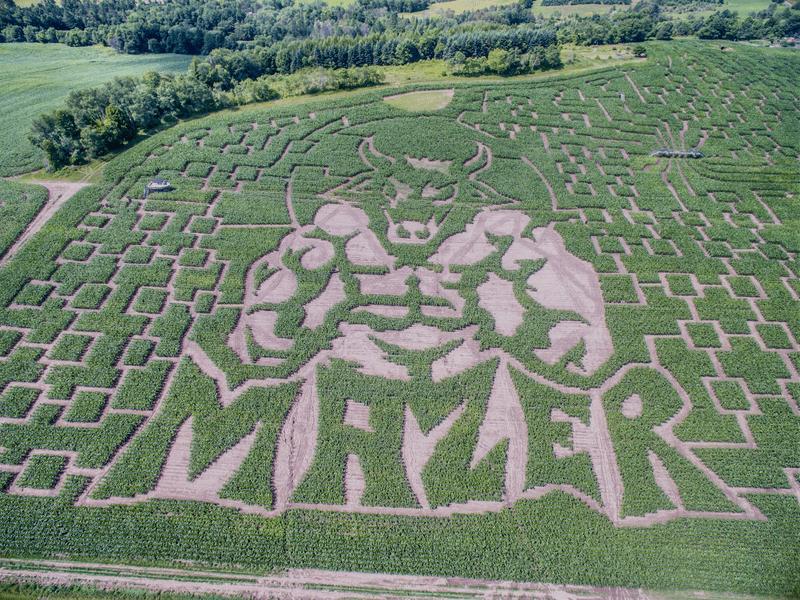 Seen from above, a corn maze featuring the word "Mazer" spelled out.