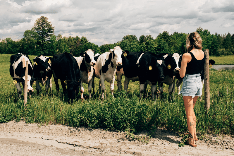 A person stands facing a herd of cows on a road outside in summer.
