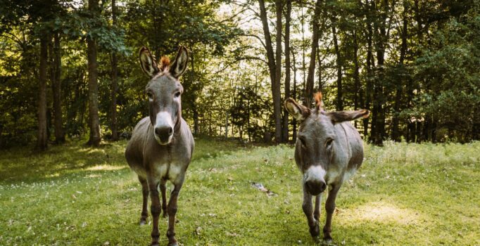 Two donkeys stand in a small grassy field surrounded by trees.