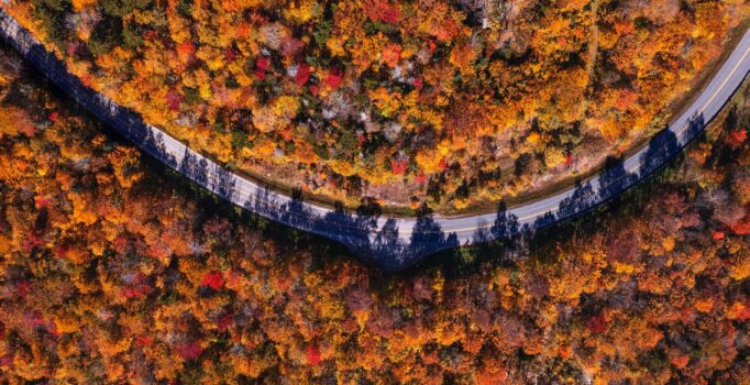 Seen from above, a forest of colorful foliage with a curved road running through.