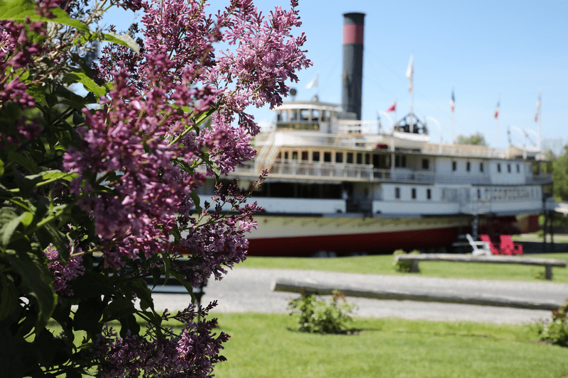 A restored steam ship behind a lilac bush outside in summer.