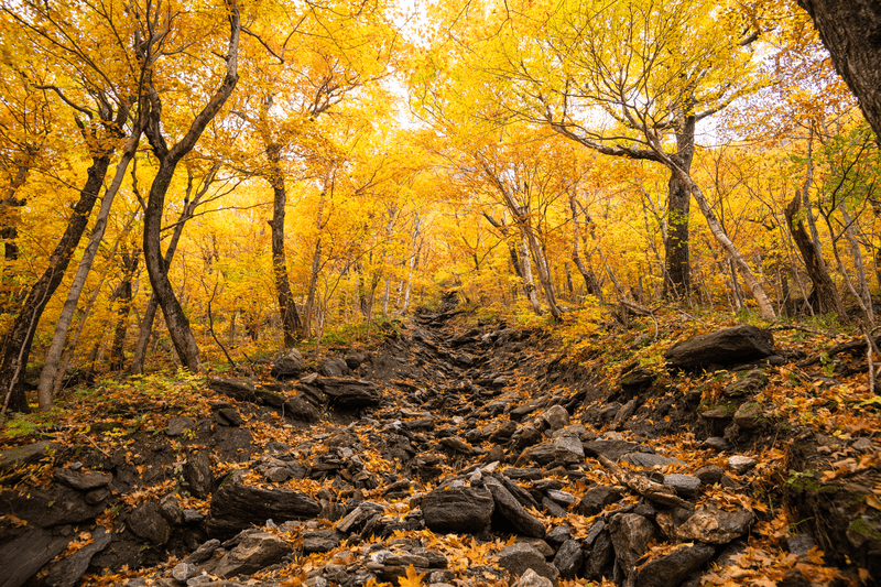 A forest with yellow leaves on the trees with light on the trees.