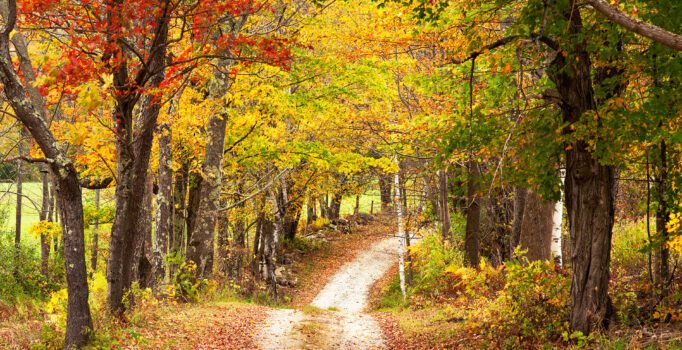 Brightly colored trees line a rural dirt road in the fall.