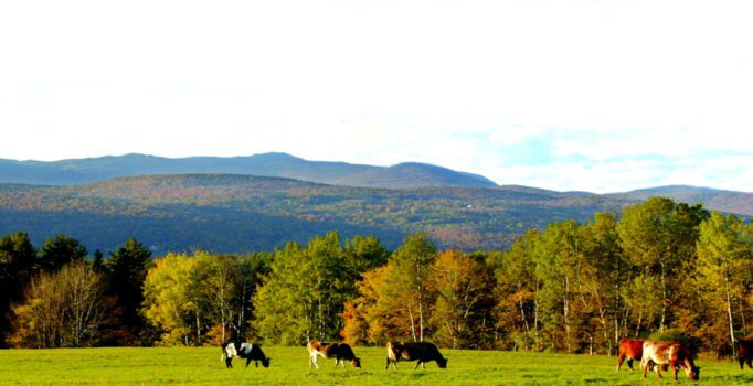 A green field with cattle roaming is surrounded by trees and mountains on a sunny day.