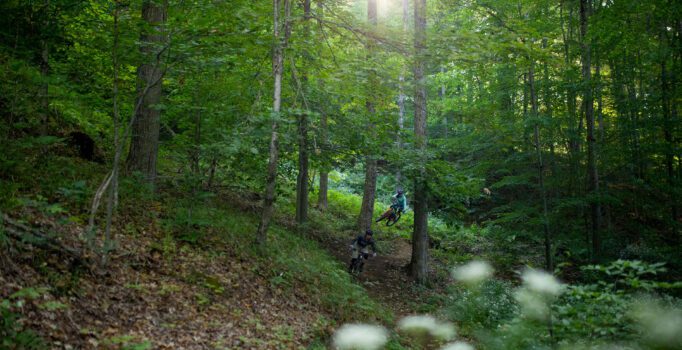 In a green forest, two people ride mountain bikes in the distance.