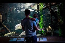 A father and child look into a large aquarium.