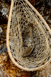 Seen from above, a fishing net holds a trout.