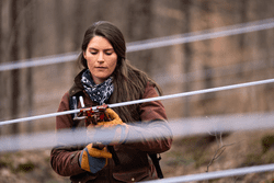 A person tends to maple lines in the woods.