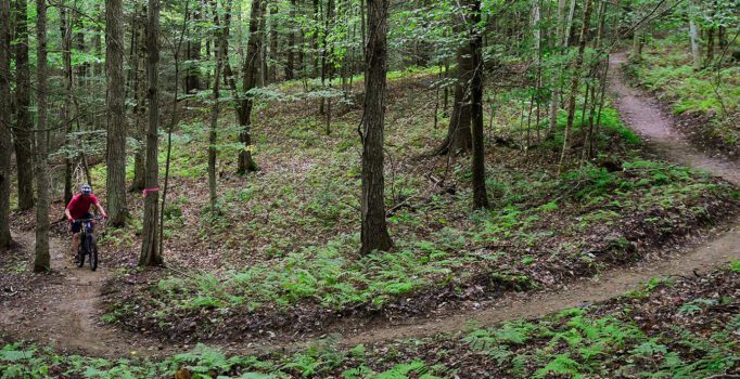 A mountain biker climbs a winding trail up a wooded trail.