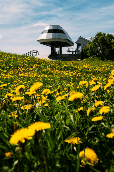 View of a chair lift in the summer surrounded by yellow flowers.