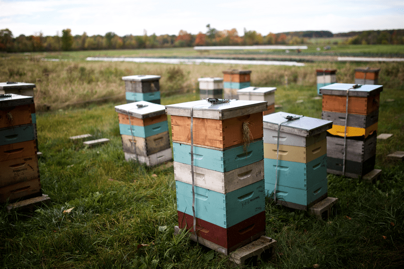 Colorful bee boxes at Elmer Farm.