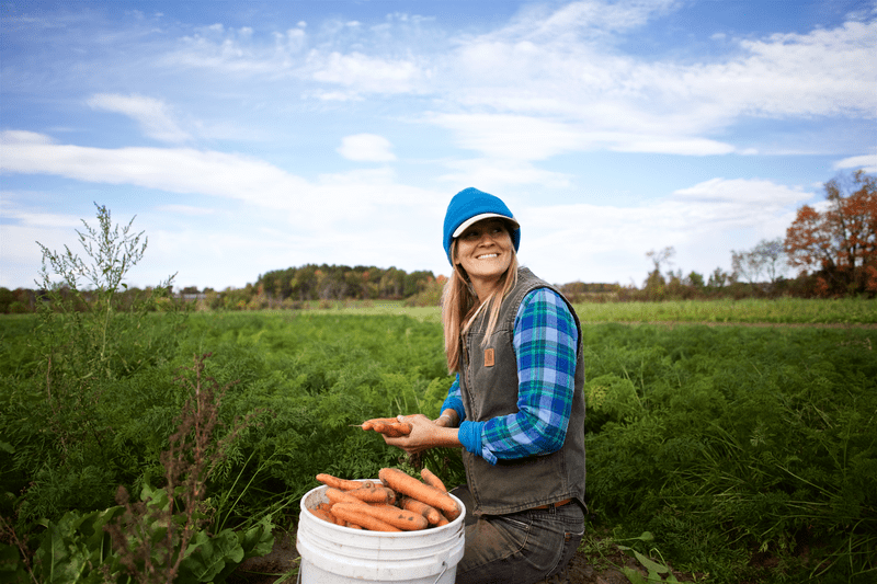 An individual picks carrots at Elmer Farm.