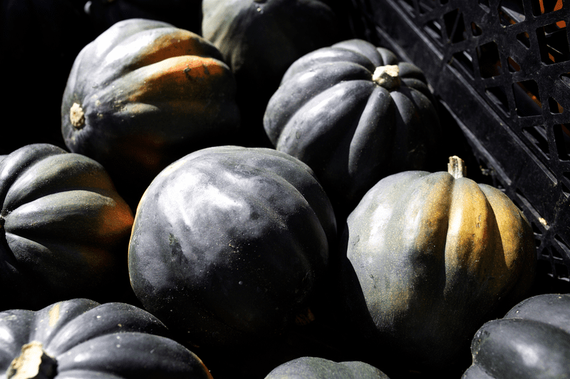 A close up, detail shot of pumpkins.