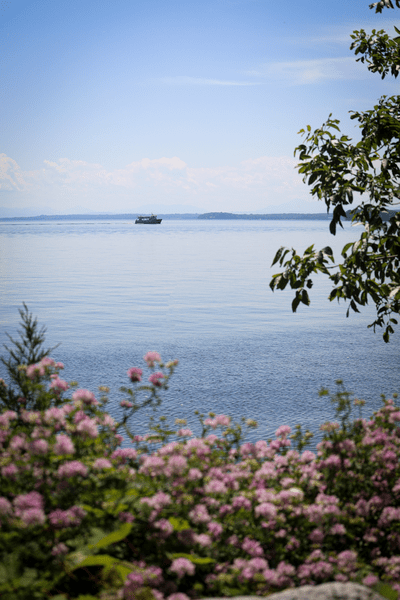 Flower bushes next to a lake with a boat out in the distance.