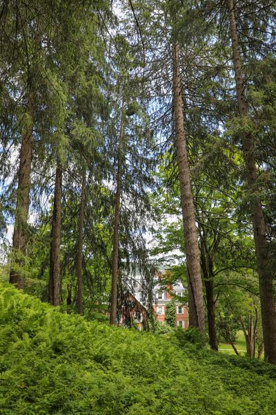 Tall, mature trees rise from a green fern-covered hillside, partially obscuring a brick building in the distance.