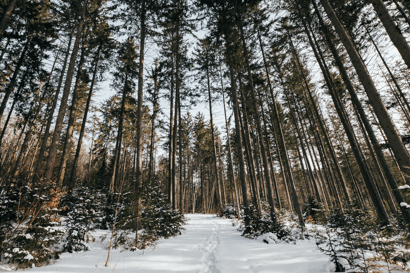 A forest of tall trees hosts a snow-covered trail of footsteps.