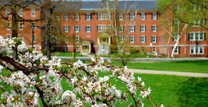 Cherry blossoms are seen in front of an old brick building on a sunny day.