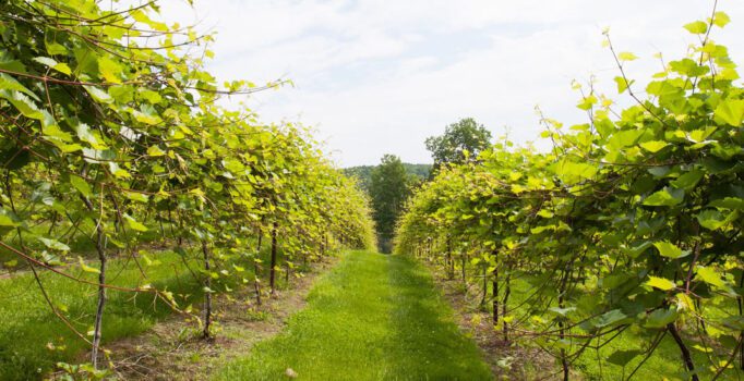 Rows of grape vines are visible in spring.