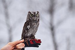 A small owl perched on a gloved hand.