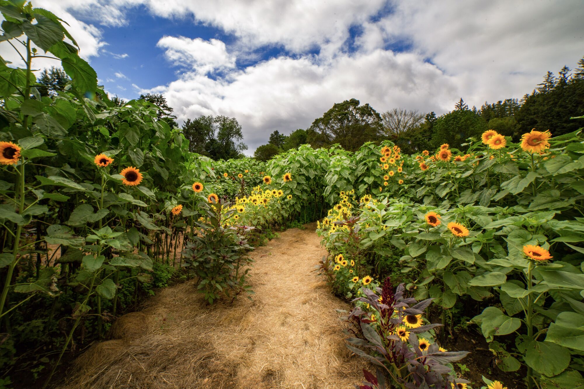 A dirt pathway covered in straw winds through a lush maze of tall, vibrant green plants and blooming yellow sunflowers under a partly cloudy blue sky.