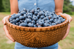 A person holds a large wood bowl full of blueberries