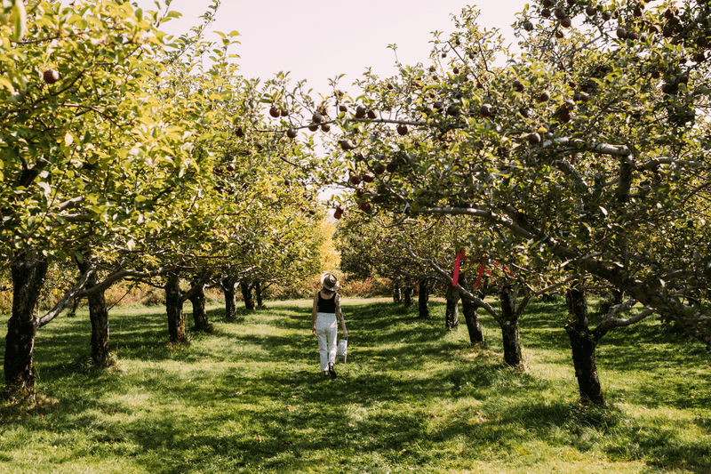 A person seen from behind walks through an apple orchard with a basket.