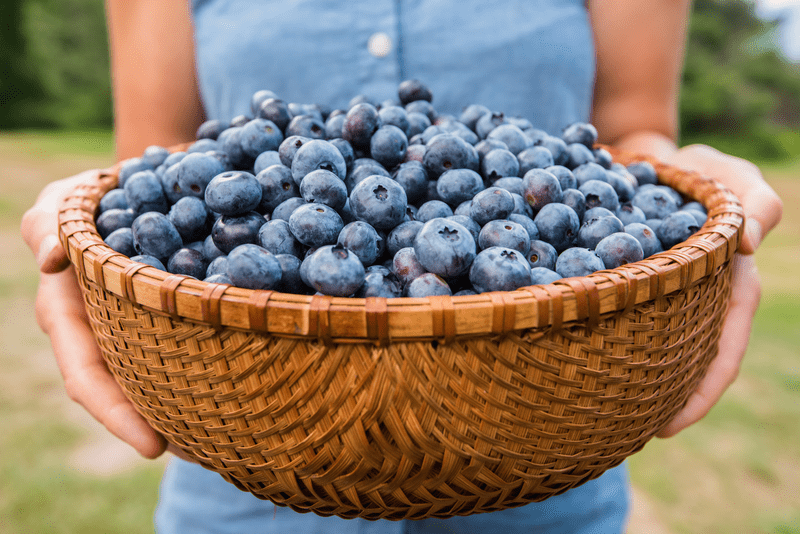 A person holds a large bowl of blueberries.
