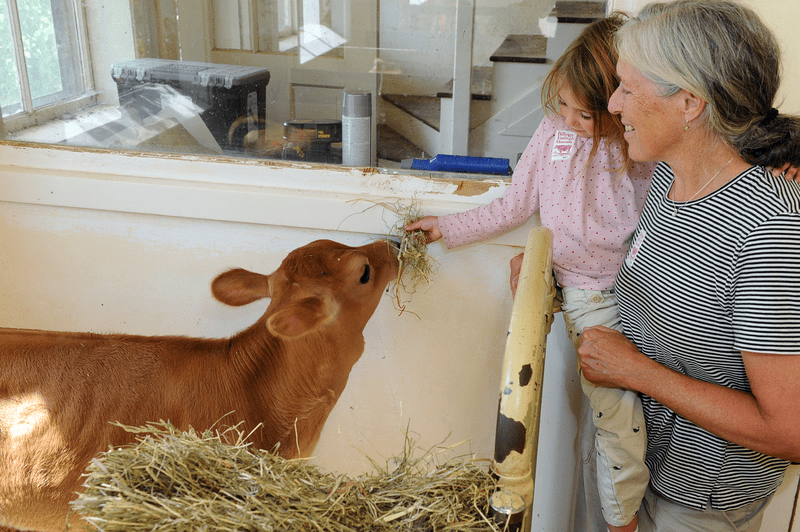 A child feeds a cow hay at the Billings Farm and Museum.