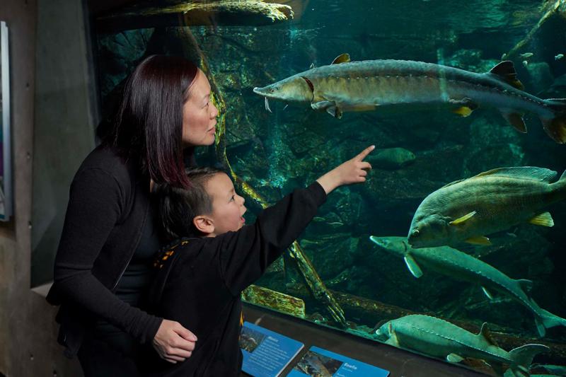 A person and a young child look into a large aquarium tank as the child points toward a lake sturgeon swimming past.