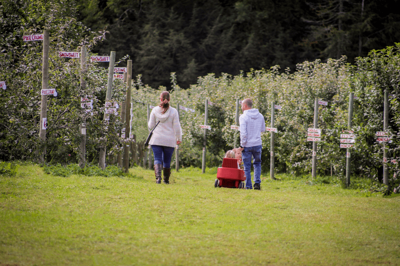 A couple walks away down a grassy path through an apple orchard, with one person pulling a small red wagon, flanked by rows of apple trees under a dense backdrop of green evergreen trees.