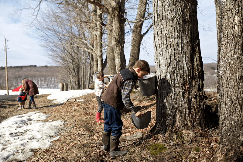 An iconic scene of Vermont Maple Sugaring depicts children checking sap buckets for sap collection on Maple Trees.