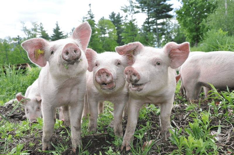 Baby pigs roam around a field on a sunny day.