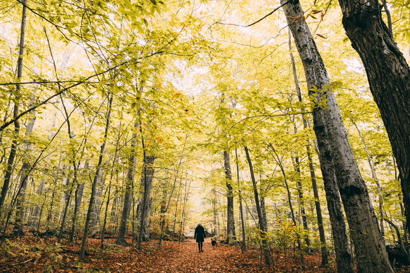 A person walks their dog down a leaf covered trail during autumn.