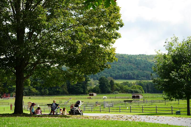 A group of people sit on the grass under a large shade tree overlooking green pastures, horses, and rolling forested hills.