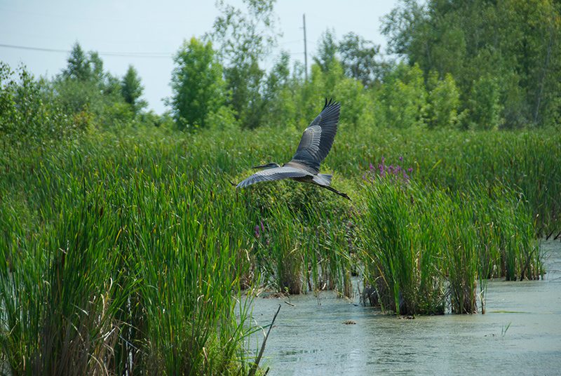 A large bird flies right above a pond and tall grass.