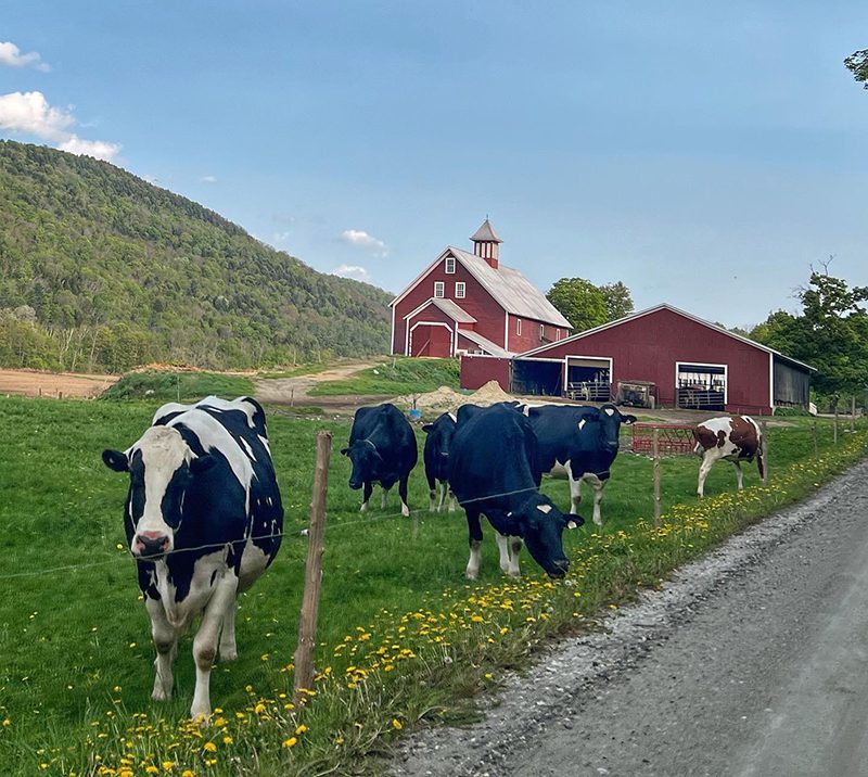 A herd of black and white spotted cows in a green field with dandelions and a red barn behind.