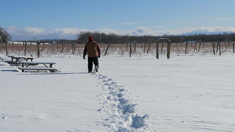 A person snowshoes through a vineyard in the winter.